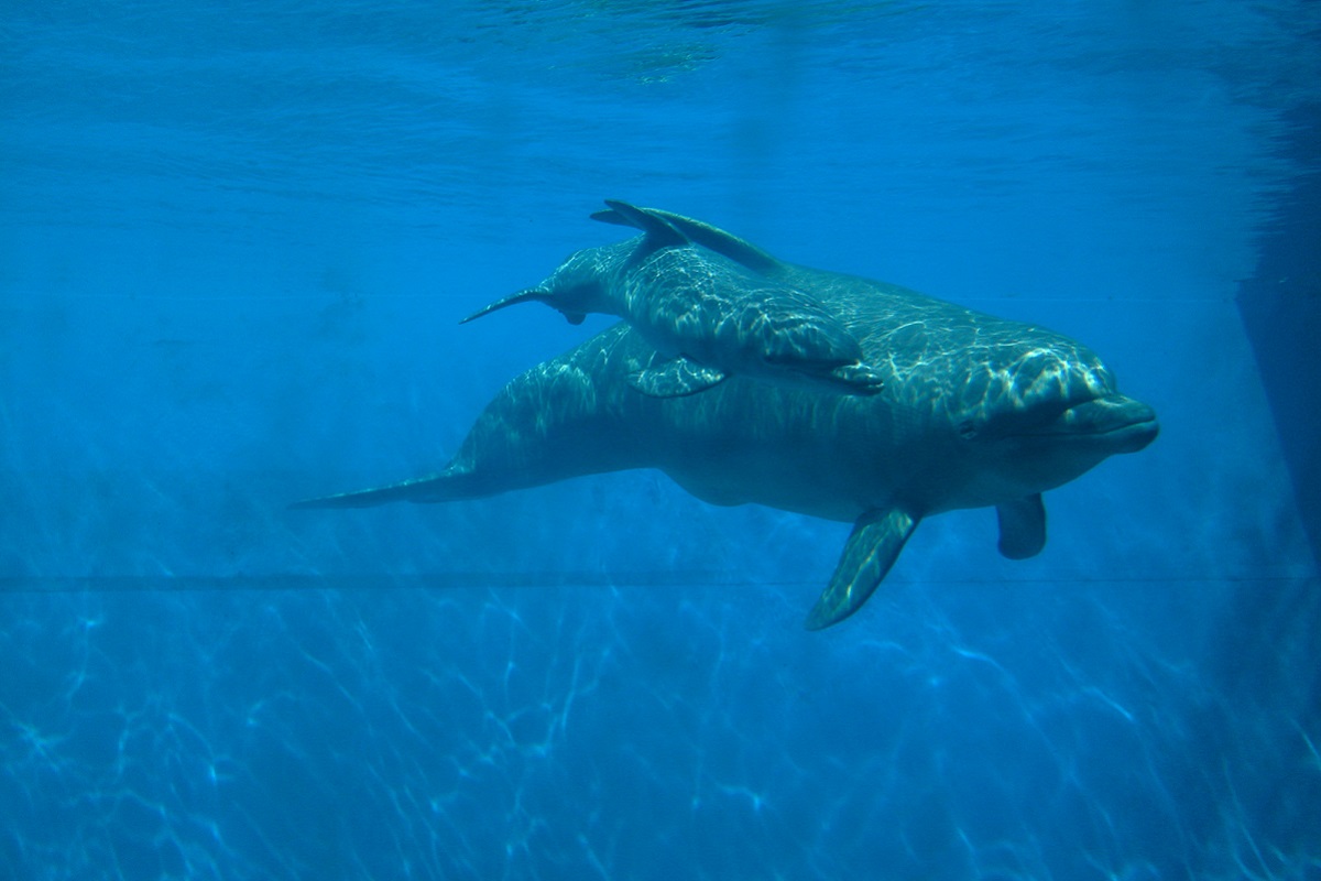 Acquario di Genova 