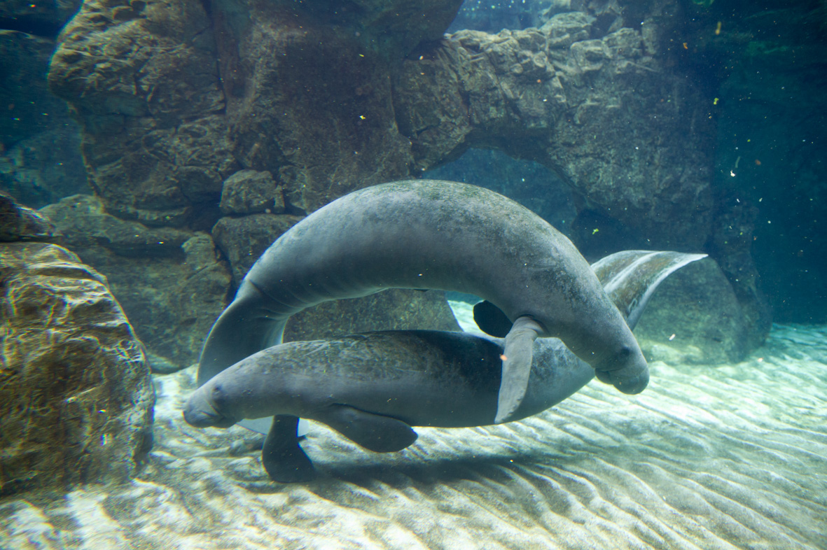 Acquario di Genova